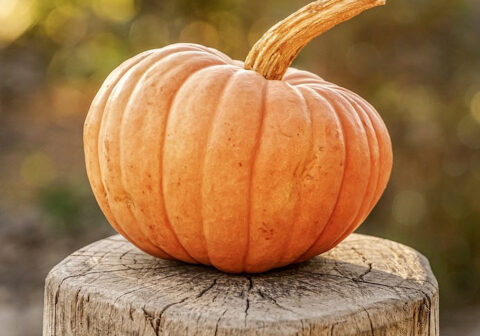 Enjoy Fall on the Rooftop: Things to Do at UP on the Roof This Autumn