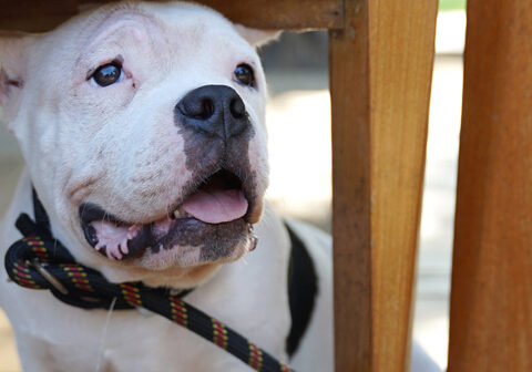 Dogs Allowed! Enjoy Our Outdoor Terrace with Your Dog at UP on the Roof in Greenville, SC