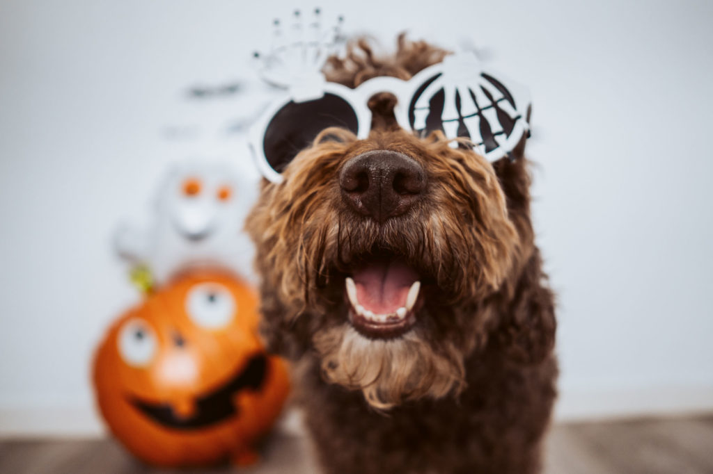 Dog on Halloween