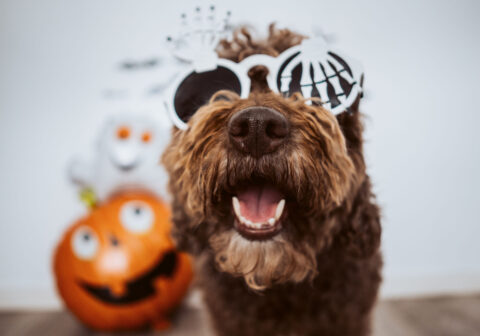 Where to Spend Halloween Weekend in Greenville, SC