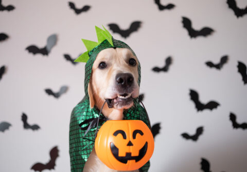 Take Your Dogs to the Rooftop This Wag-o-Ween at Our Anderson and Greenville Restaurants