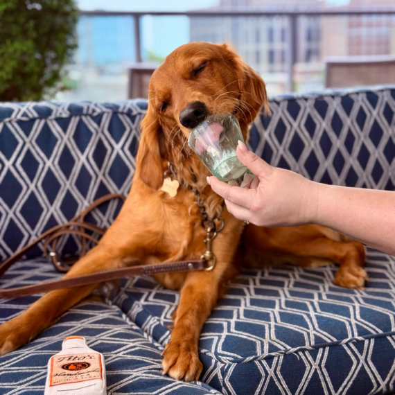 Dog enjoying a Pup Cup at UP on the Roof in Greenville