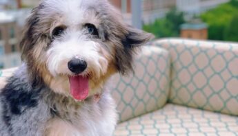 Doodle enjoying the views at UP on the Roof in Greenville, SC