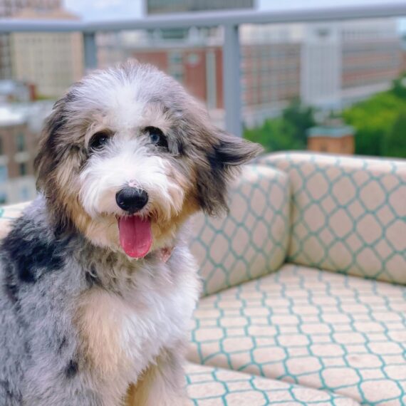 Doodle enjoying the views at UP on the Roof in Greenville, SC