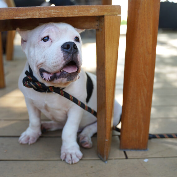 Dog outside on the patio at at UP on the Roof in Greenville, SC