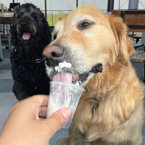 Dogs enjoying a pup cup