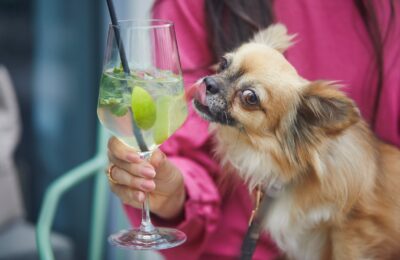 Chihuahua licking a wine glass with a cocktail.