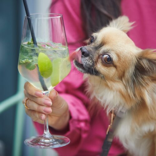 Chihuahua licking a wine glass with a cocktail.