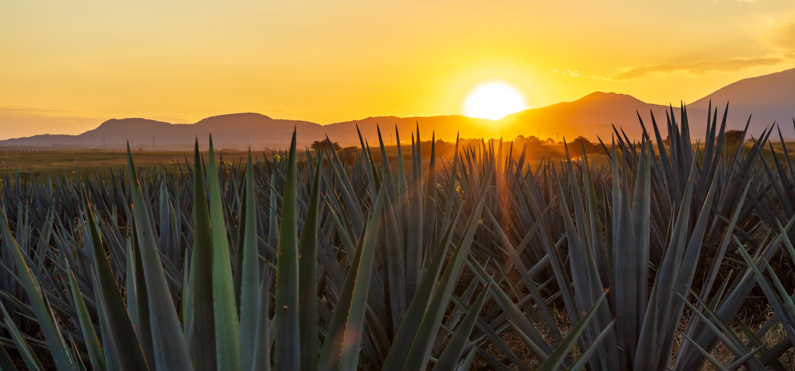 Agave field
