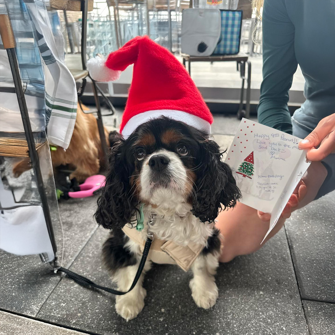 A dog in a Santa hat